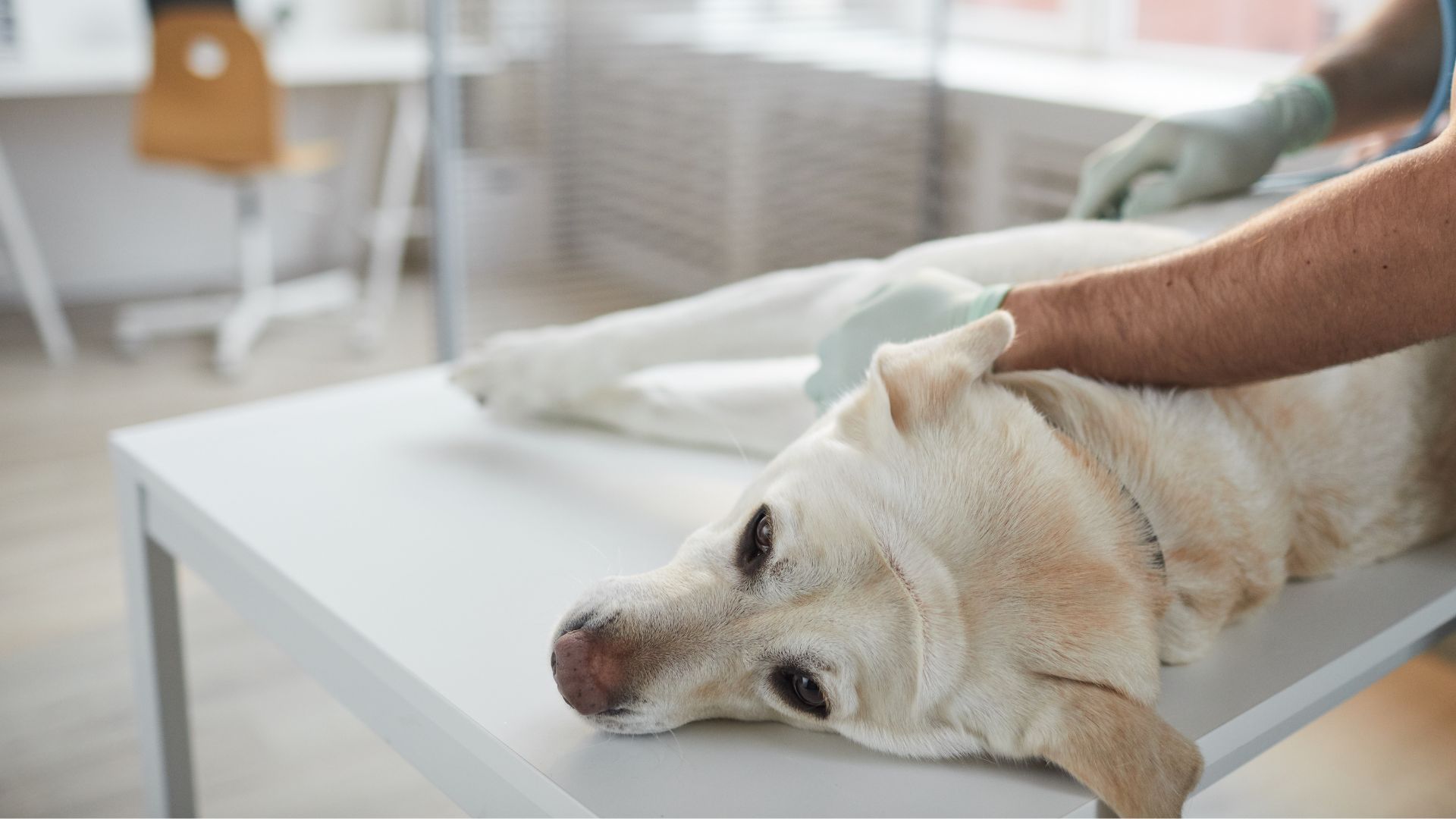 Laser Therapy